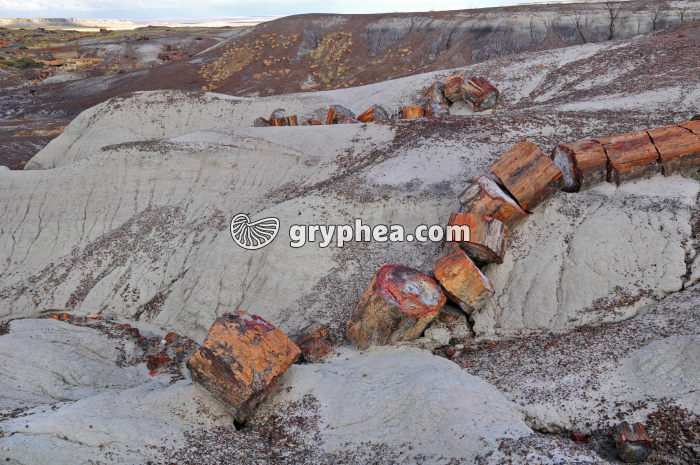 Troncs pétrifiés (Petrified forest, AZ) - gryphea.org